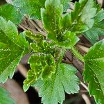 Ribes alpinum Leaf