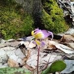 Erythronium dens-canis Blüte