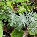 Centaurea cineraria 叶