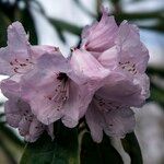 Rhododendron uvariifolium Flor