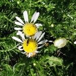 Anthemis cotula പുഷ്പം