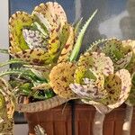 Kalanchoe marmorata Foglia