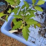 Solanum pimpinellifolium Φύλλο