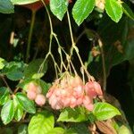 Begonia fuchsioides Плод