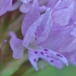 Traunsteinera globosa Flor