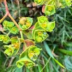 Euphorbia portlandica Blomma