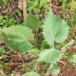 Abutilon grandiflorum Leaf