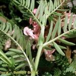 Vicia argentea Otro