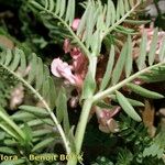 Vicia argentea Annet