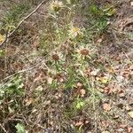 Carlina vulgaris 形態