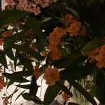 Euphorbia fulgens Kvet