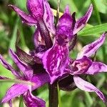 Dactylorhiza majalisFlower