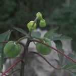 Manihot aesculifolia Fruit