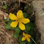 Ranunculus thora Flor