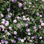 Lantana montevidensis Habitus