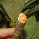 Ficus americana Fruit