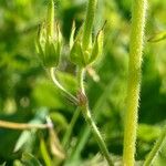 Geranium dissectum Fruto