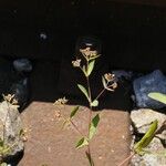Euphorbia nutans Flor