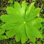 Podophyllum peltatum Lapas