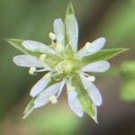 Stellaria alsine Цвят