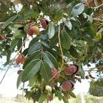 Copaifera langsdorffii Fruit