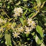 Clematis lasiantha പുഷ്പം