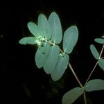 Euphorbia hyssopifolia Blatt