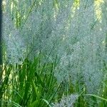 Calamagrostis arundinacea 形态