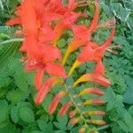 Crocosmia paniculata Flor