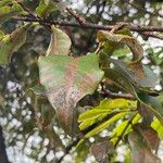 Cinnamomum burmanni Blad