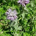 Carthamus caeruleus 花
