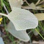 Phlomis olivieri Leaf