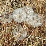 Asclepias exaltata L.Blüte