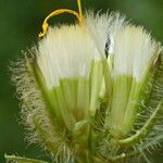 Crepis pyrenaica Ffrwyth