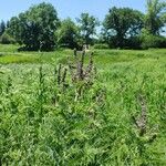 Amorpha canescens Облик