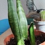 Sansevieria hyacinthoides Folla