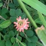 Indigofera spicata Floare