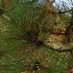 Pinus resinosa Frunză