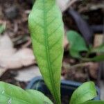 Synsepalum dulcificum Leaf