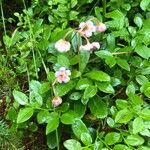 Chimaphila umbellata Ліст