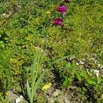 Gladiolus italicus অভ্যাস