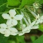 Zabelia triflora Flower