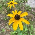 Rudbeckia triloba फूल