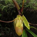 Phragmipedium longifolium Кветка