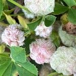 Trifolium tomentosum Blüte