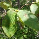 Ostrya virginiana Leaf