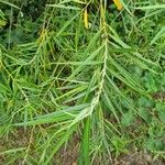 Salix eleagnos Feuille