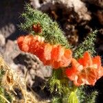 Caiophora chuquitensis Λουλούδι