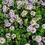 Thymus longicaulis ശീലം