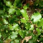 Quercus faginea List